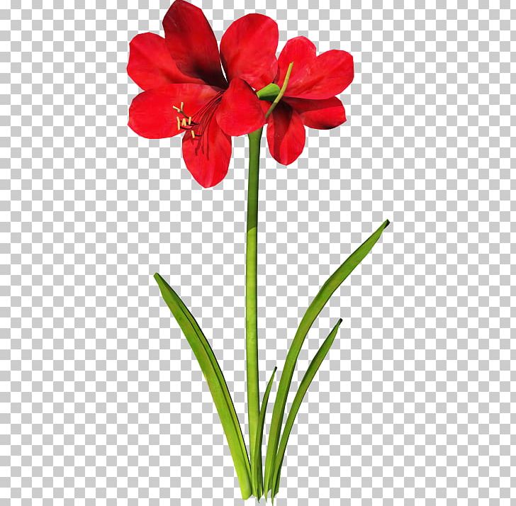 Jersey Lily PNG, Clipart, Amaryllidaceae, Amaryllis, Amaryllis Family, Autumn Flowers, Cut Flowers Free PNG Download