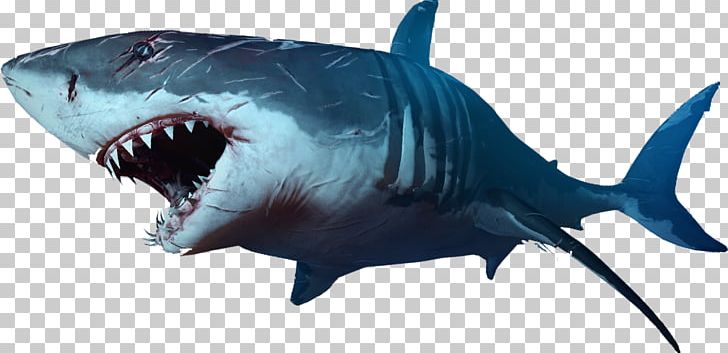 Shark PNG, Clipart, Animals, Carcharhiniformes, Cartilaginous Fish, Download, Electric Blue Free PNG Download