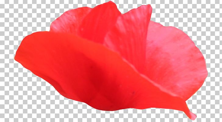 Petal PNG, Clipart, Beach Rose, Coquelicot, Flower, Heart, Others Free PNG Download