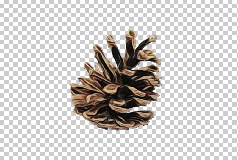 Pinus Sylvestris Conifer Cone Fir Spruce Red Pine PNG, Clipart, Conifer Cone, Eastern White Pine, Fir, Loblolly Pine, Lodgepole Pine Free PNG Download