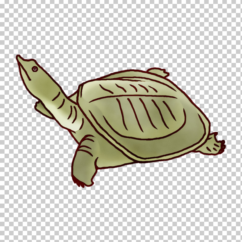 Chinese Softshell Turtle 四季の蔵 食楽亭 Champon Collagen Cuisine PNG, Clipart, Amino Acid, Box Turtles, Champon, Chinese Softshell Turtle, Collagen Free PNG Download