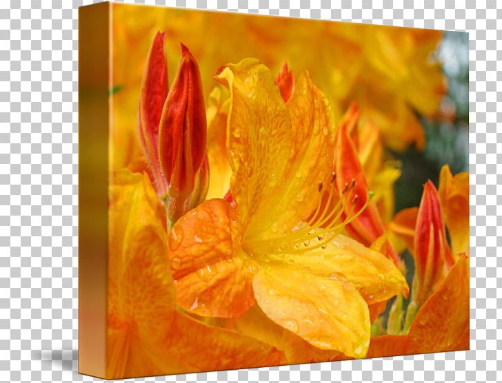 Canna Rhododendron Acrylic Paint Rectangle Tray PNG, Clipart, Acrylic Paint, Acrylic Resin, Cafepress, Canna, Canna Family Free PNG Download