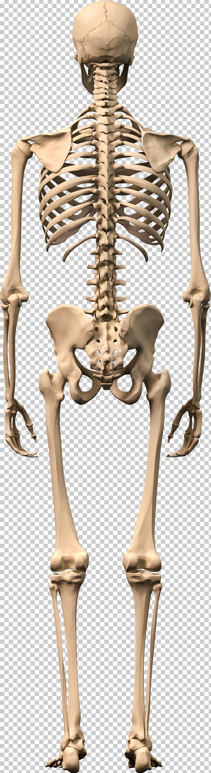 Human Skeleton Human Body Stock Photography Bone PNG, Clipart, Bone, Fantasy, Format, Homo Sapiens, Human Body Free PNG Download