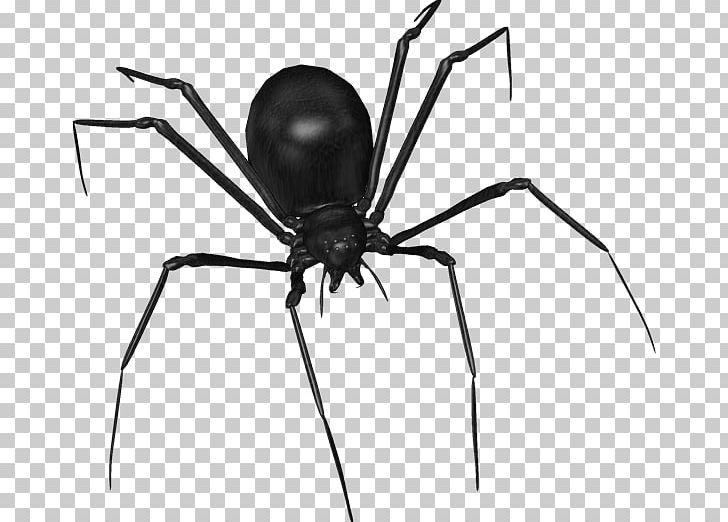 Widow Spiders Parasteatoda Lunata Paper Common House Spider PNG, Clipart, Anime, Arachnid, Arthropod, Black And White, Black Widow Free PNG Download