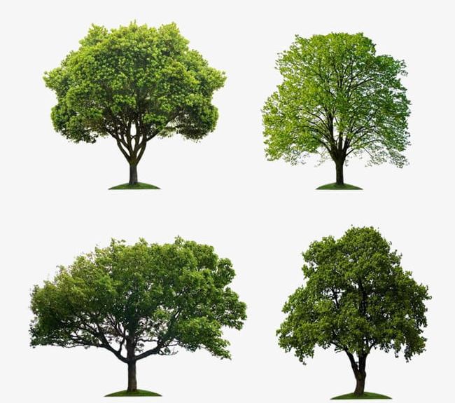 A Group Of Trees PNG, Clipart, Decoration, Green, Green Trees, Group, Group Clipart Free PNG Download