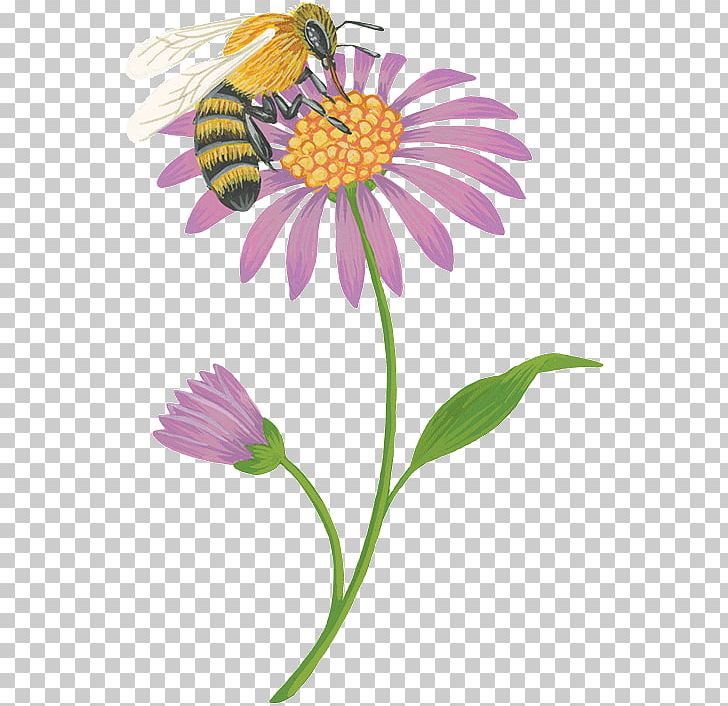 Flower Honey Bee Nectar Forage PNG, Clipart, Annual Plant, Aster, Bee, Bumblebee, Chrysanths Free PNG Download