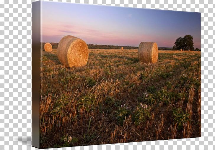 Hay Harvest Prairie Sky Plc PNG, Clipart, Field, Field Of Hay, Grass, Grass Family, Harvest Free PNG Download