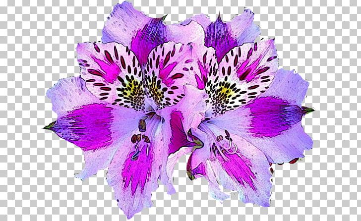 Lily Of The Incas Alstroemeria Pelegrina Botanical Illustration Hibiscus PNG, Clipart, Alstroemeriaceae, Alstroemeria Pelegrina, Annual Plant, Art, Artificial Flower Free PNG Download