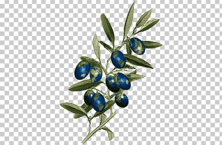 Olive Branch Petition Boston Massacre Laugh Your Head Off Bilberry Colony PNG, Clipart, Berry, Bilberry, Boston Massacre, Branch, Cancer Free PNG Download