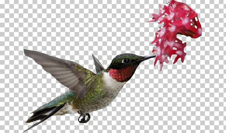 Ruby-throated Hummingbird Flower Pentas Lanceolata PNG, Clipart, Archilochus, Beak, Bird, Cirsium, Fauna Free PNG Download