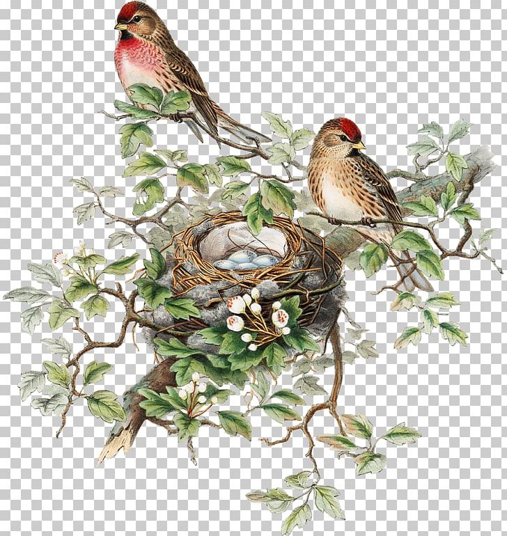 The Birds Of Australia The Birds Of Great Britain The Birds Of America Painting PNG, Clipart, Animals, Art, Artist, Beak, Bird Free PNG Download