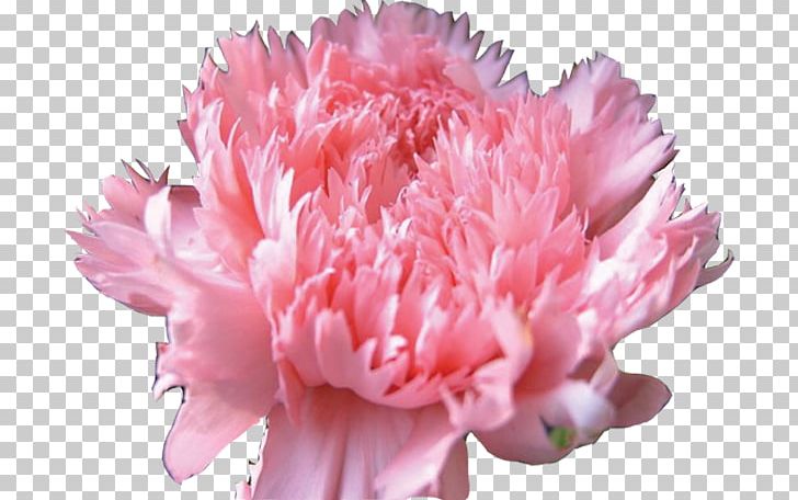 Carnation Cut Flowers Clove PNG, Clipart,  Free PNG Download