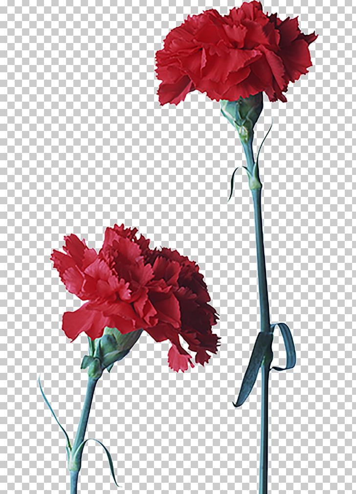 Carnation Cut Flowers Red Petal PNG, Clipart, Artificial Flower, Carnation, Clove, Color, Cut Flowers Free PNG Download