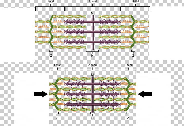 Diagram Sarcomere Myofilament Skeletal Muscle Muscle Contraction PNG, Clipart, Actin, Anatomy, Angle, Area, Diagram Free PNG Download