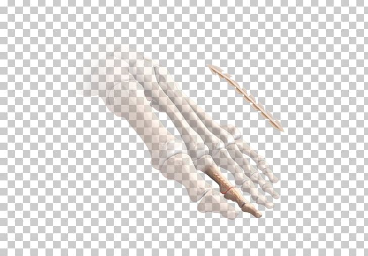 Thumb Hand Model PNG, Clipart, Arm, Finger, Hand, Hand Model, Joint Free PNG Download