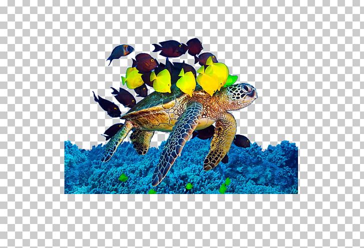 Loggerhead Sea Turtle Underwater Algae PNG, Clipart, Algae, Animal, Animals, Box Turtle, Box Turtles Free PNG Download