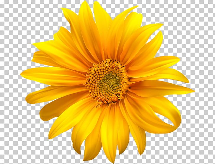 Stock Photography Common Sunflower Mexican Sunflower PNG, Clipart, Annual Plant, Chrysanths, Clip, Common Sunflower, Daisy Family Free PNG Download