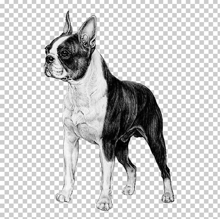 Boston Terrier Toy Bulldog French Bulldog Dog Breed Companion Dog PNG, Clipart, Bernese Mountain Dog, Black And White, Boston, Boston Terrier, Breed Free PNG Download