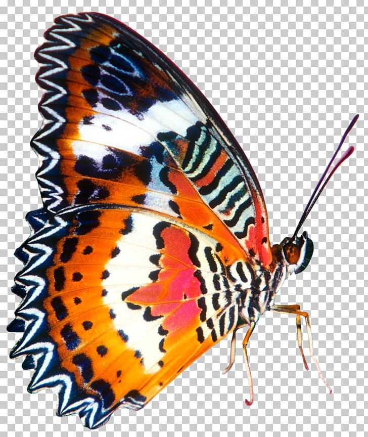 Butterfly Insect Desktop PNG, Clipart, Animal, Arthropod, Brush Footed Butterfly, Butterfly, Butterfly Gardening Free PNG Download