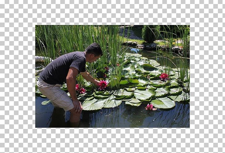 Fish Pond Plant Community Botanical Garden Nelumbonaceae PNG, Clipart, Aquatic Plant, Aquatic Plants, Botanical Garden, Botany, Community Free PNG Download