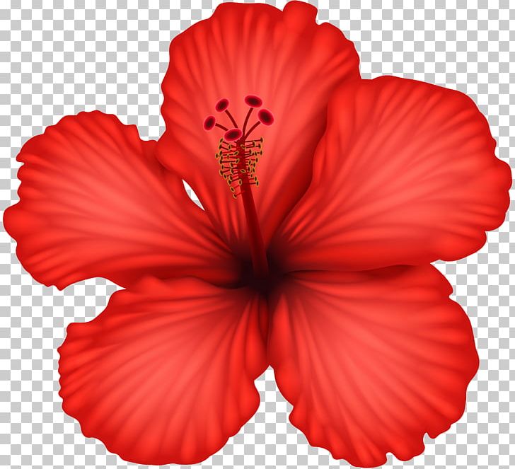 Hibiscus PNG, Clipart, Alyogyne Huegelii, Black And White, Clip Art, Clipart, Color Free PNG Download