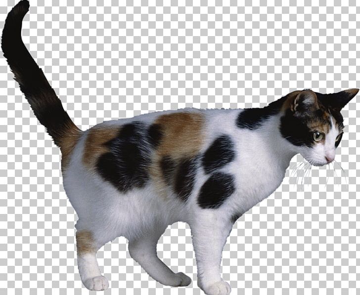 Japanese Bobtail Ukrainian Levkoy American Bobtail Siberian Cat Calico Cat PNG, Clipart, Aegean Cat, American Bobtail, American Wirehair, Barr Body, Carnivoran Free PNG Download