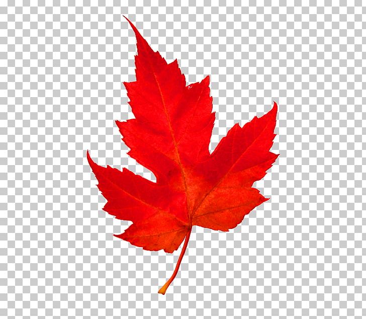 Maple Leaf Woody Plant Tree PNG, Clipart, Flowering Plant, Leaf, Maple, Maple Leaf, Maple Tree Free PNG Download