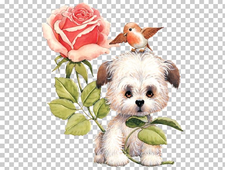 Morkie Schnoodle Havanese Dog Shih Tzu Puppy PNG, Clipart, Animal, Blog, Carnivoran, Companion Dog, Cut Flowers Free PNG Download