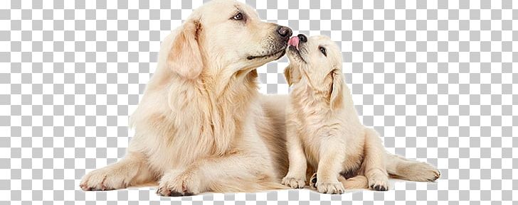 Between Two Dogs Dog Collar Pet PNG, Clipart, Animals, Bag, Bed, Between Two Dogs, Big Dog Free PNG Download