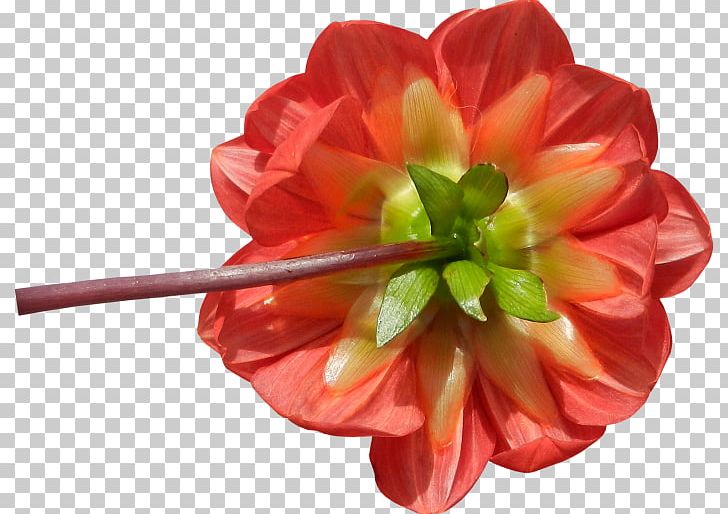 Cut Flowers Petal Flowering Plant Herbaceous Plant PNG, Clipart, Cut Flowers, Flower, Flowering Plant, Flowery, Food Drinks Free PNG Download