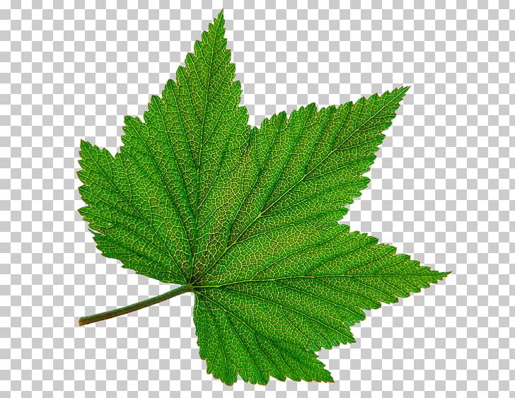 Autumn Leaf Color Green Desktop PNG, Clipart, Autumn Leaf Color, Desktop Wallpaper, Green, Green Leaf, Hemp Free PNG Download