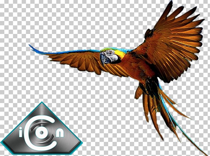 Blue-and-yellow Macaw Parrot Bird Hyacinth Macaw PNG, Clipart,  Free PNG Download
