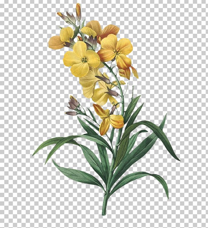 Botanical Illustration Flower Botany Floral Design Rose PNG, Clipart, Art, Botanical Illustration, Botany, Cari, Cut Flowers Free PNG Download