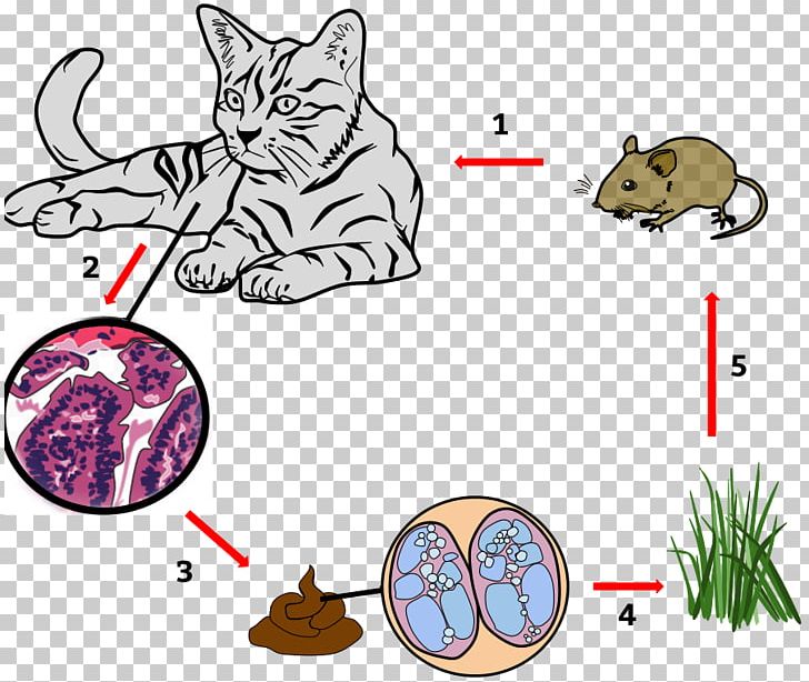 Cat Whiskers Toxoplasmosis Disease Toxoplasma Gondii PNG, Clipart, Animals, Area, Carnivoran, Cat, Cat Like Mammal Free PNG Download