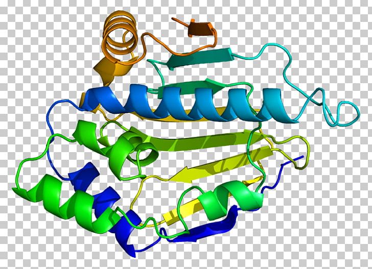 Heat Shock Protein 90kDa Alpha (cytosolic) PNG, Clipart, Alpha, Area, Artwork, Biology, Body Jewelry Free PNG Download