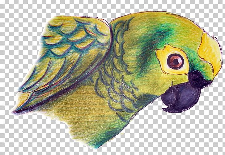Macaw Parakeet Drawing Feather Beak PNG, Clipart, Animals, Beak, Bird, Common Pet Parakeet, Drawing Free PNG Download