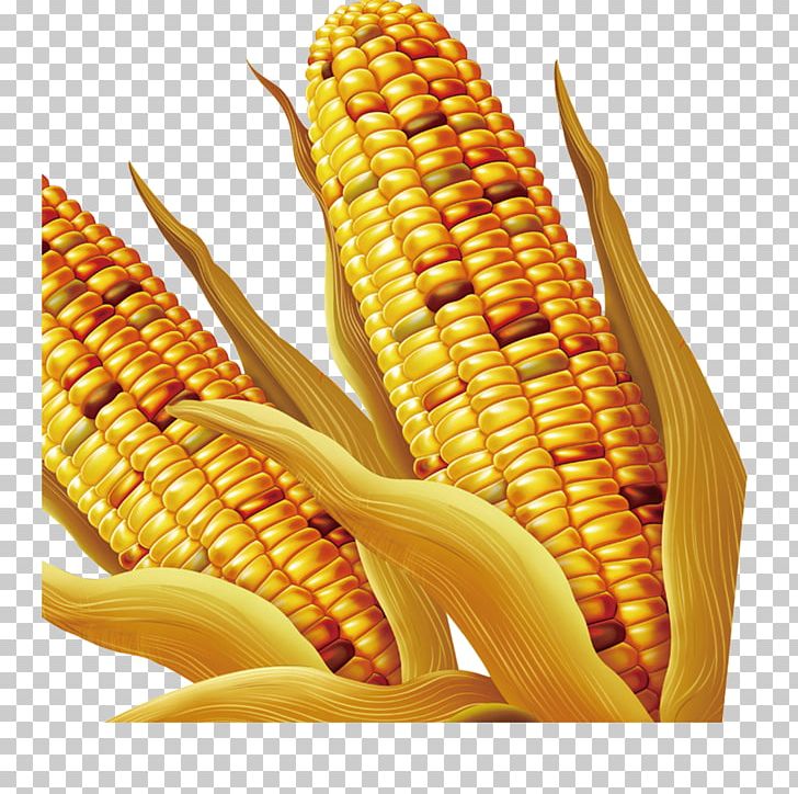 Maize PNG, Clipart, Commodity, Corn, Download, Encapsulated Postscript, Euclidean Vector Free PNG Download