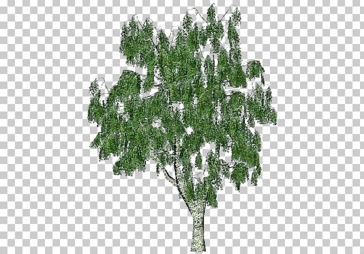 Silver Birch Scots Pine Trunk Tree Bark PNG, Clipart, Bark, Birch, Birch Bark, Branch, Conifer Free PNG Download