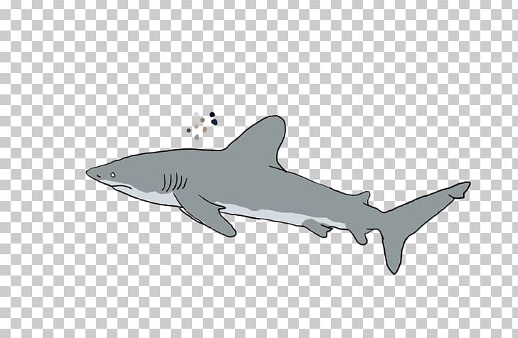 Tiger Shark Product Design Requiem Sharks PNG, Clipart, Animals, Bonus, Cartilaginous Fish, Fauna, Fin Free PNG Download