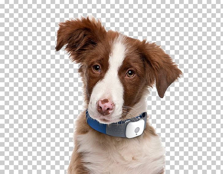 Border Collie Puppy Decoding Your Dog: Explaining Common Dog Behaviors And How To Prevent Or Change Unwanted Ones Pet PNG, Clipart, Animals, Border Collie, Collie, Companion Dog, Dog Free PNG Download