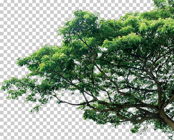 Branch Tree Pine Template PNG, Clipart, Arecaceae, Branch, Chart, Computer Icons, Crown Free PNG Download