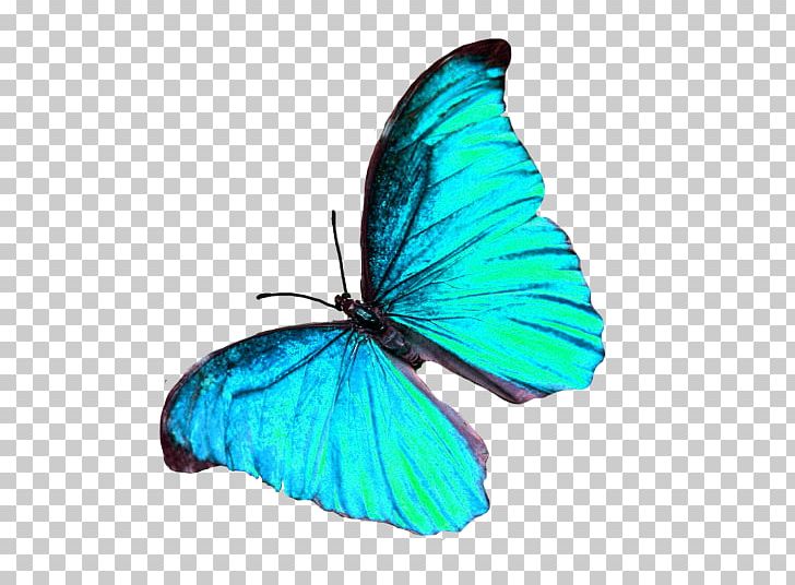 Brush-footed Butterflies Glasswing Butterfly Gossamer-winged Butterflies Insect PNG, Clipart, Arthropod, Brush Footed Butterfly, Butterflies And Moths, Butterfly, Butterfly Effect Free PNG Download