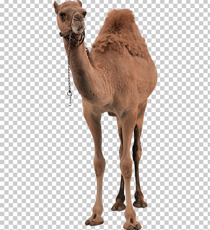 Dromedary Bactrian Camel PNG, Clipart, Arabian Camel, Bactrian Camel, Camel, Camel Like Mammal, Computer Icons Free PNG Download