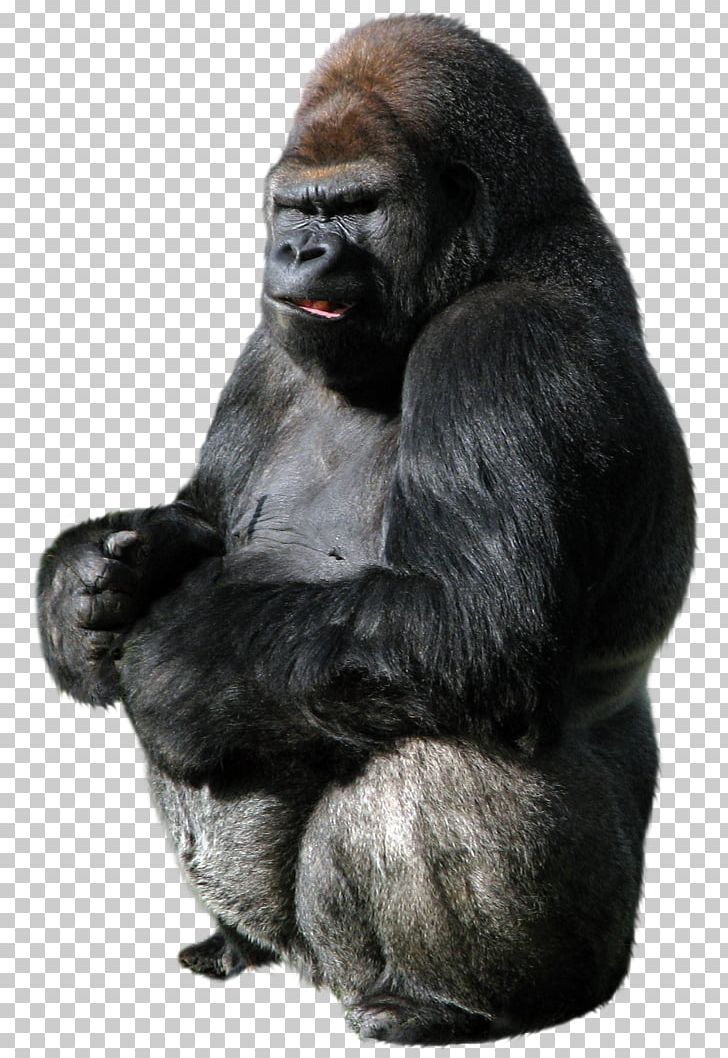 Gorilla Ape PNG, Clipart, Animals, Ape, Big, Chimpanzee, Encapsulated Postscript Free PNG Download