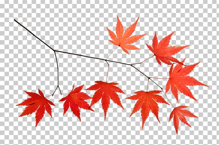 Maple Leaf Icon PNG, Clipart, Autumn, Autumn Leaves, Autumn Scenery, Botany, Branch Free PNG Download