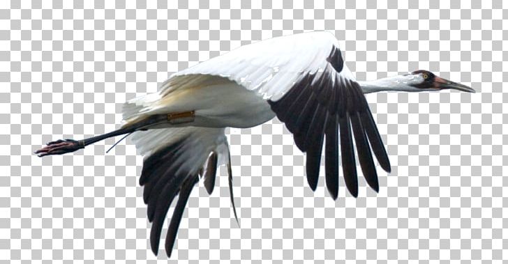 International Crane Foundation Bird Whooping Crane Wattled Crane PNG, Clipart, Beak, Bird, Crane, Crane Like Bird, Eagle Eye Free PNG Download