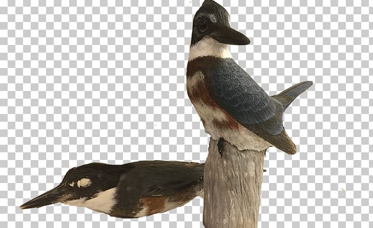 Delaware Museum Of Natural History Duck Bird Collections Art PNG, Clipart, Animals, Art, Artist, Beak, Belted Kingfisher Free PNG Download