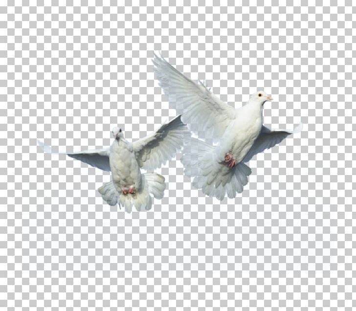 Feather Bird Columbidae Homing Pigeon Flight PNG, Clipart, Animals, Beak, Bird, Bird Flight, Columbidae Free PNG Download
