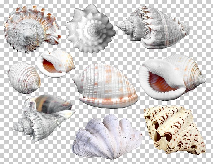 Frame Seashell Cdr PNG, Clipart, Alphabet Collection, Animals Collection, Bivalvia, Clam, Clams Oysters Mussels And Scallops Free PNG Download