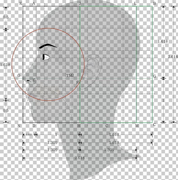 Golden Ratio Human Body Proportionality Geometry PNG, Clipart, Angle, Area, Body, Chin, Circle Free PNG Download